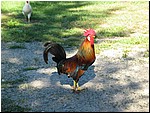 IMG_0007.JPG