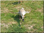 IMG_0075.JPG