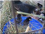 IMG_0163.JPG