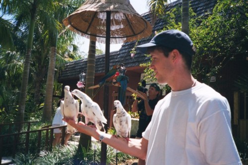 Pigeons.jpg