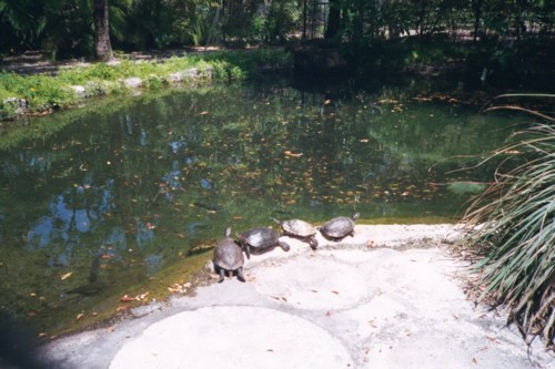 Turtles.jpg