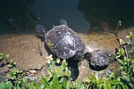 Turtle.jpg