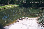 Turtles.jpg